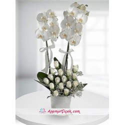 Orkide ve Beyaz Güller