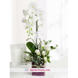 Orkide ve Beyaz Güller -2