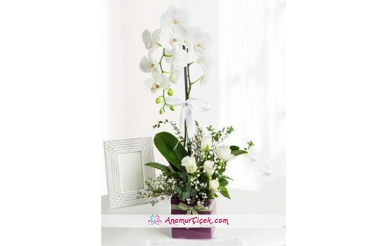 Orkide ve Beyaz Güller -2